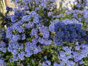 Ceanothus Puget Blue