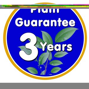 Ceanothus thy. var. Repens