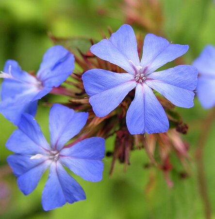 Ceratostigma plumbaginoides - image 1