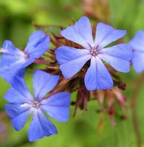 Ceratostigma plumbaginoides