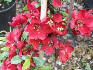 Chaenomeles Crimson and Gold