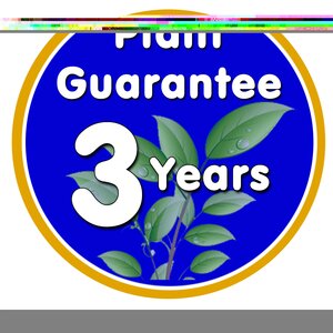 Chaenomeles Crimson and Gold