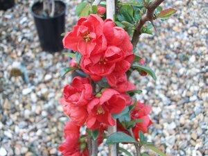 Chaenomeles Knap Hill Scarlet