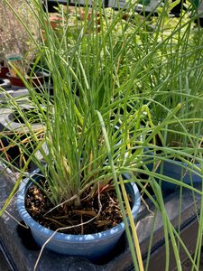 Chives Fine Leaved