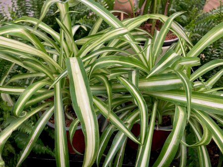 Chlorophytum (Spider Plant)