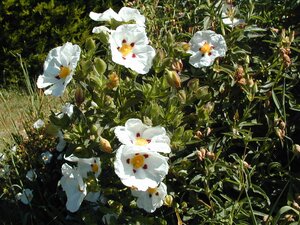 Cistus lusitanicus Decumbens