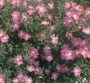 Cistus Peggy Sammons