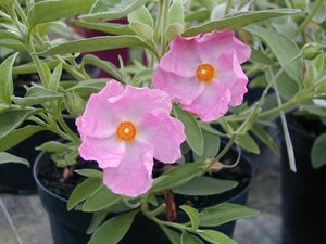 Cistus Silver Pink