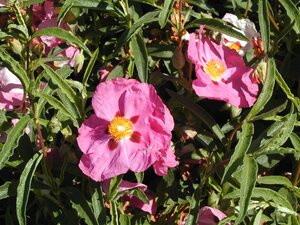 Cistus x purpureus