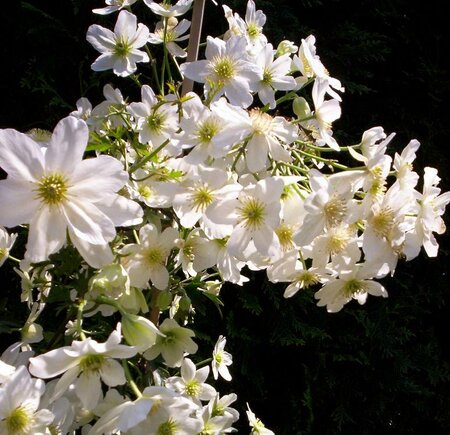 Clematis Avalanche - image 1