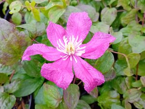 Clematis Barbara Harrington