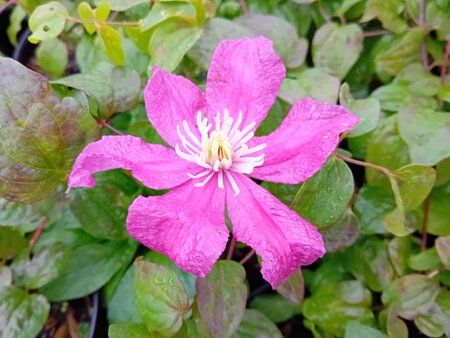 Clematis Barbara Harrington