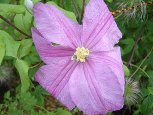 Clematis Comtesse de Bouchaud