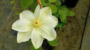 Clematis Guernsey Cream
