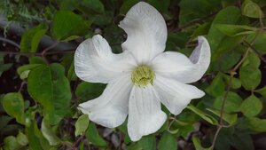 Clematis Huldine