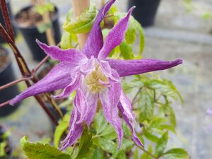 Clematis mac. Jan Lindmark - image 1