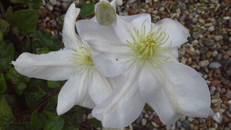 Clematis Marie Boisselot - image 1