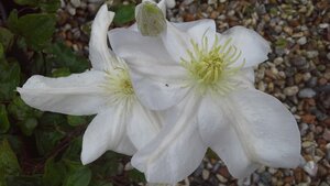 Clematis Marie Boisselot - image 1