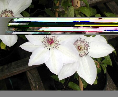 Clematis Miss Bateman  - image 1