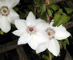 Clematis Miss Bateman 