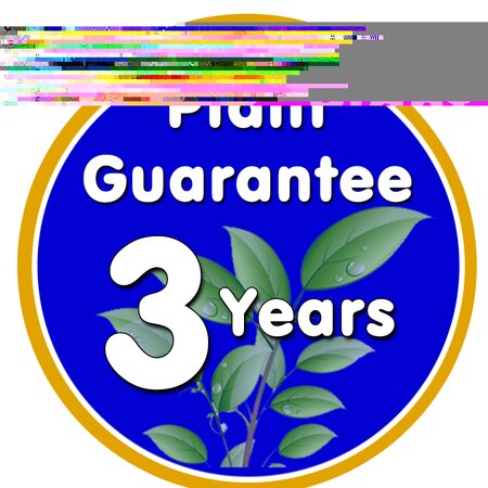 Clematis Miss Bateman  - image 2