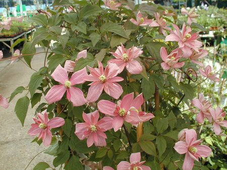 Clematis mon. Broughton Star - image 1