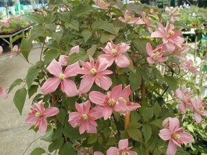 Clematis mon. Broughton Star - image 1