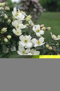 Clematis montana Grandiflora
