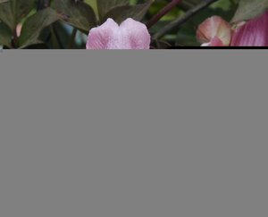 Clematis montana Tetrarose