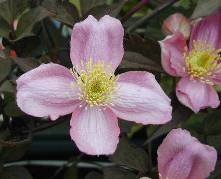 Clematis montana Tetrarose - image 2
