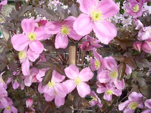 Clematis montana Tetrarose
