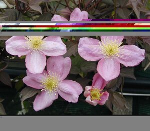 Clematis montana var. Rubens