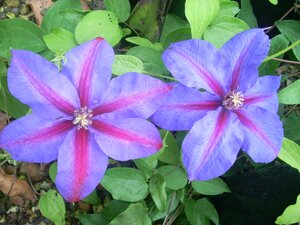 Clematis Mrs N. Thompson
