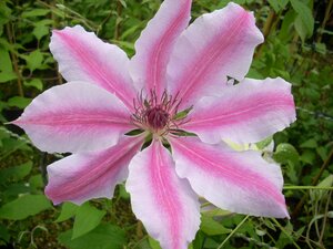 Clematis Nelly Moser - image 1
