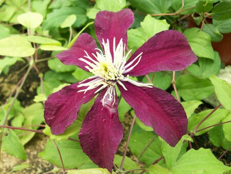 Clematis Niobe - image 1