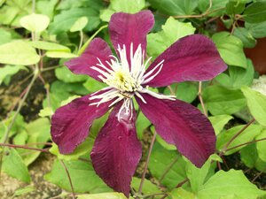 Clematis Niobe - image 1