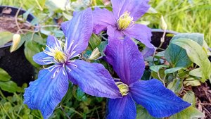 Clematis Rhapsody - image 1