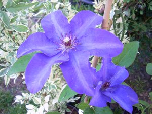 Clematis The President