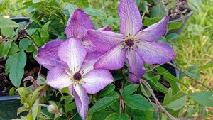 Clematis vit. Venosa Violacea - image 1