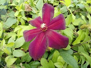 Clematis Westerplatte - image 1