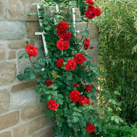 Climbing Roses - Thompsons Plants & Garden Centres