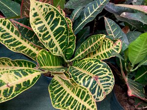 Codiaeum (Joseph's Coat)