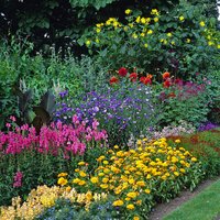 Colour Your Garden
