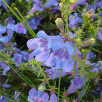 Colour Your Garden Blue