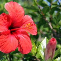 Colour Your Garden Red