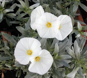 Convolvulus cneorum