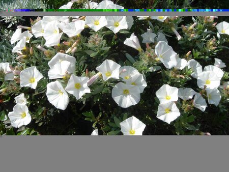 Convolvulus cneorum - image 2