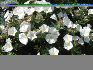 Convolvulus cneorum - image 2