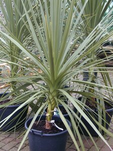 Cordyline Australis