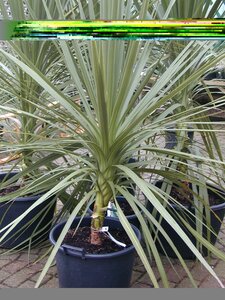 Cordyline Australis